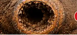 Before Cast Iron Pipe Repair